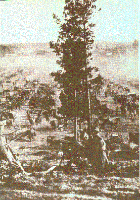 Punavankeja Lahden Fellmanin pellolla